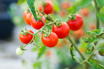 Red Currant Tomato in the kitchen garden.