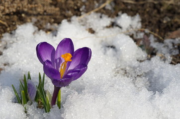 Purple Crocus in the snow