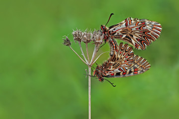 Fototapeta na wymiar Güneyli fisto kelebeği ; Zerynthia polyxena butterfly 