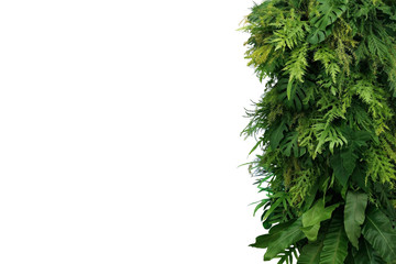 Tropical leaves foliage plant bush, vertical green wall nature backdrop border on white background...