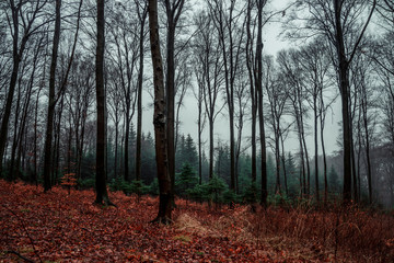 Polish forest