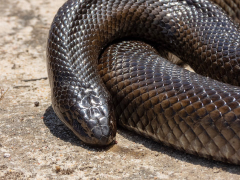 Mole Snake Images Browse 122 Stock Photos Vectors And Video Adobe Stock