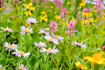 High Alpine wildflowers