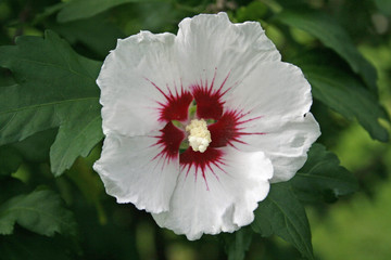 Hibiskusblüte © Gerhard Köhler