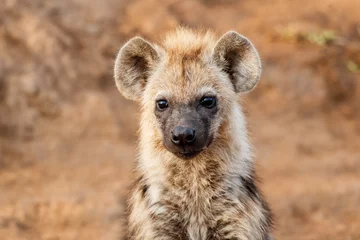  Hyena pup at the hyena den in the early morning in Sabi Sands Game Reserve in South Africa © henk bogaard