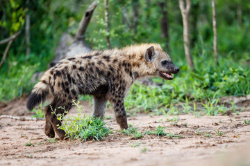 Hyena pup at the hyena den in the early morning in Sabi Sands Game Reserve in South Africa