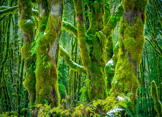 mossy trees in winter