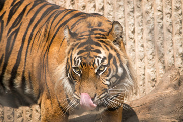 Tiger tounge