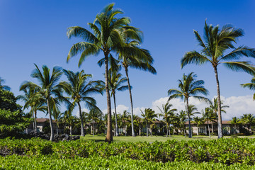 Obraz premium schöne Palmen auf einem Golfplatz auf Big Island Hawaii