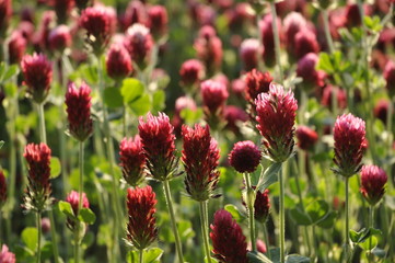 red clover in flower 