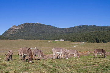 Eselherde auf dem Vezzenapass