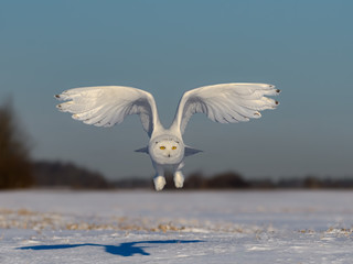 Male Snowy Owl in Flight Over Snow Field in Winter 