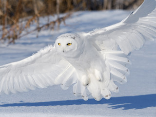 Male Snowy Owl Landing on Snow Field in Winter 