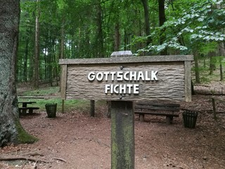 Gottschalk Fichte im Taunus