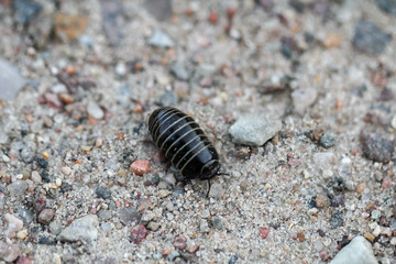 Assel im Sand