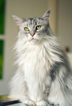 Beautiful maine coon cat. Large breed cat