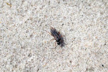 Ameise, Insekt, Käfer im Sand