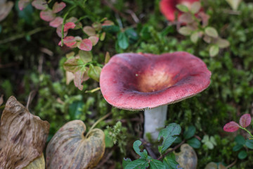 Fleischroter Speisetäubling