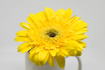Yellow gerbera flower