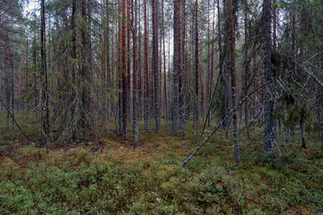 Forest. Trees. Sun.