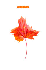 Red maple leaf on white background. Autumn.
