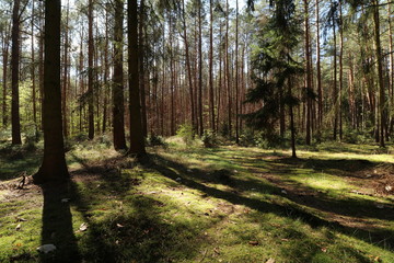 Fototapeta premium martwa natura w lesie