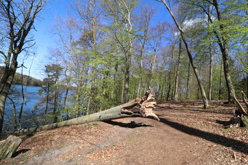 a fallen tree in a forest