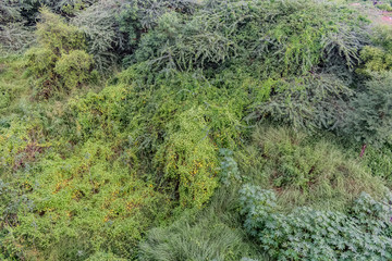 various types of shrubs & bushes close view with greenery leaves after rain felled in rainy season.