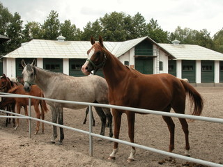 Janow Podlaski © M. G. Koperkiewicz