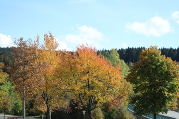 Obraz premium autumn in the park