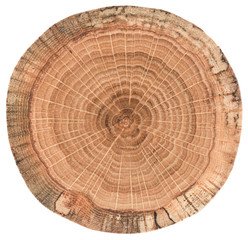 Oak wood texture. Tree slab with growth rings isolated on white background
