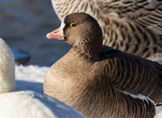 Lesser White-Fronted Goose - 238421256