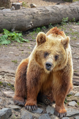 brown bear in the zoo