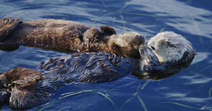 Slow motion, close-up shot of baby and mother sea otter sleeping in Morro Bay, California