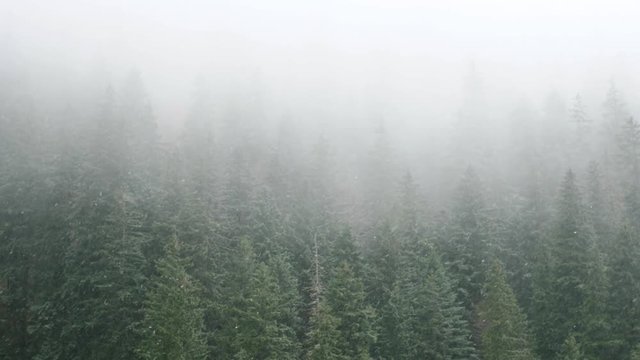 Aerial 4k of heavy snow over a coniferous forest with changing focus from forest to snowflakes
