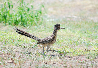 Greater Roadrunner (Geococcyx californianus) Running across Open Field