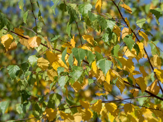 Feuillage d'automne jaune, rouge bronze et vert du peuplier tremble (Populus tremula) 