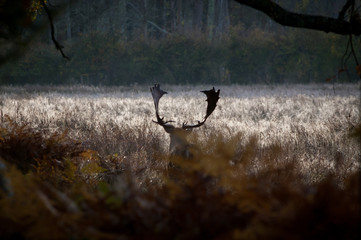 Stag in the dawn 1
