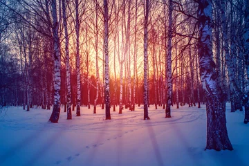 Fototapeten Winter landscape in the white birches forest at sunrise or sunset. Long blue shadows on the pink snow. © sergofan2015