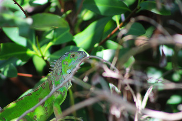 Iguana CU 2
