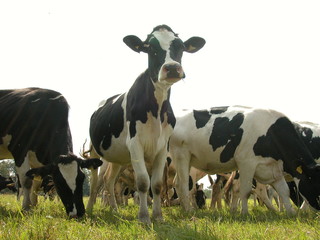 Janow Podlaski © M. G. Koperkiewicz