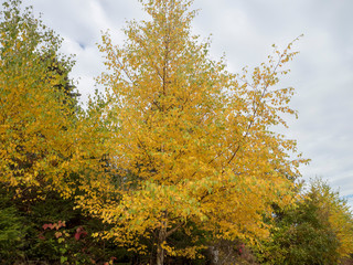 Populus tremula - Peuplier tremble ou peuplier d'Europe en lisière de bois au feuillage d'automne