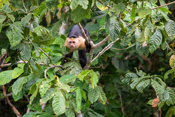 Cebus Capucinus Capucinus -  White-headed capuchin