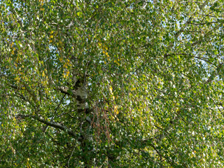Fototapeta na wymiar Populus tremula - Peuplier tremble au feuillage vert