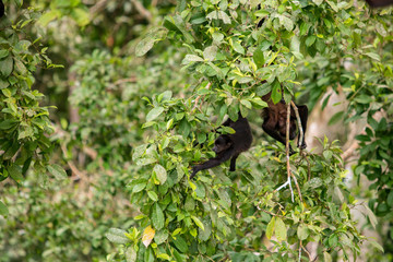 Alouatta palliata aequatorialis - Howler Monkey