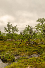 Obraz premium Finnish lapland