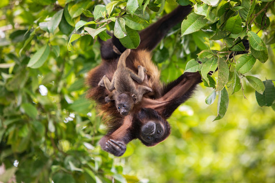 Alouatta palliata aequatorialis - Howler Monkey