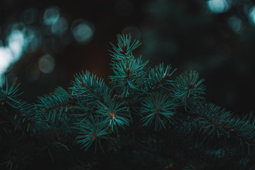 Fototapeta na wymiar abstract christmas tree on black background