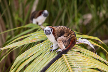 Saguinus geoffroyi  Titi monkey Panamanian