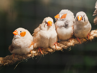 Four little birds sitting on the rope on bokeh background. Animal, Bird, Love, Family Concept.